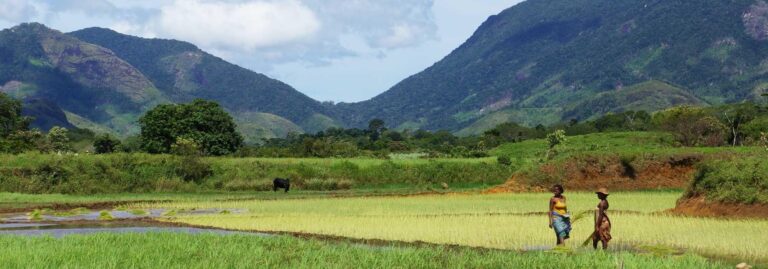  - Terre d'afrique