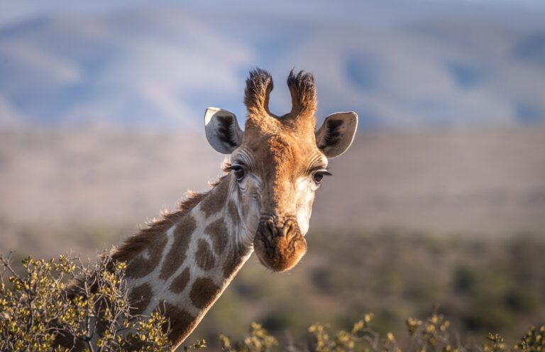  - Terre d'afrique