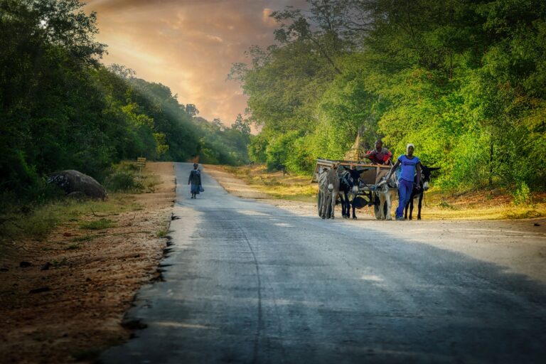  - Terre d'afrique